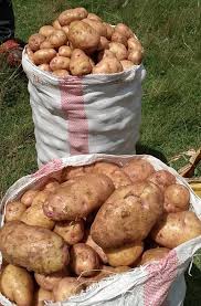 Cover Image for Potato Production in Kenya: Opportunities and Woes.